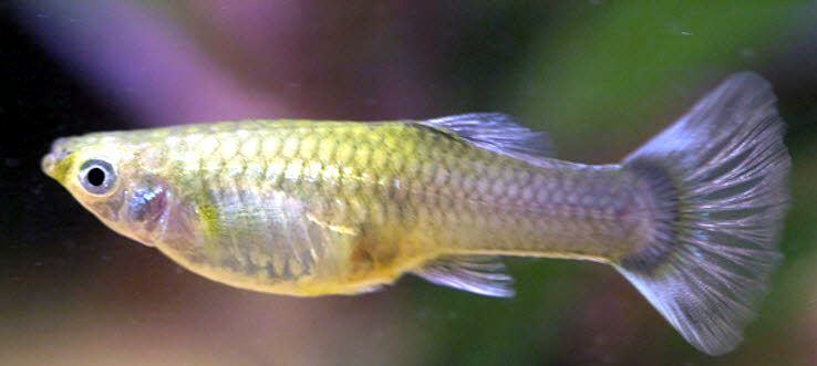 Poecilia reticulata_06.jpg